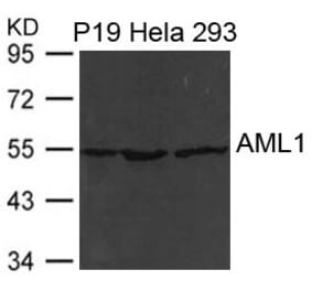Western blot - AML1 (RUNX1) Antibody from Signalway Antibody (21477) - Antibodies.com
