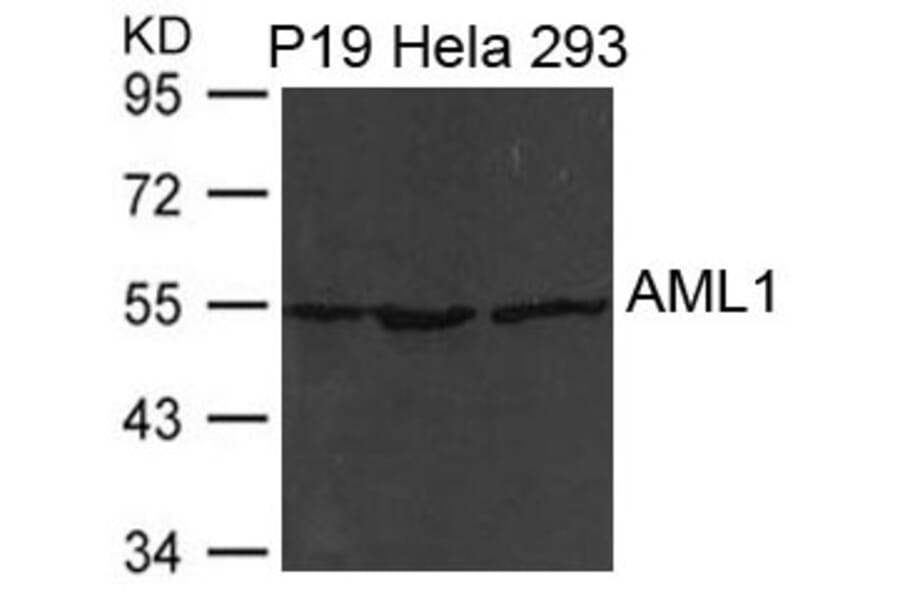 Western blot - AML1 (RUNX1) Antibody from Signalway Antibody (21477) - Antibodies.com