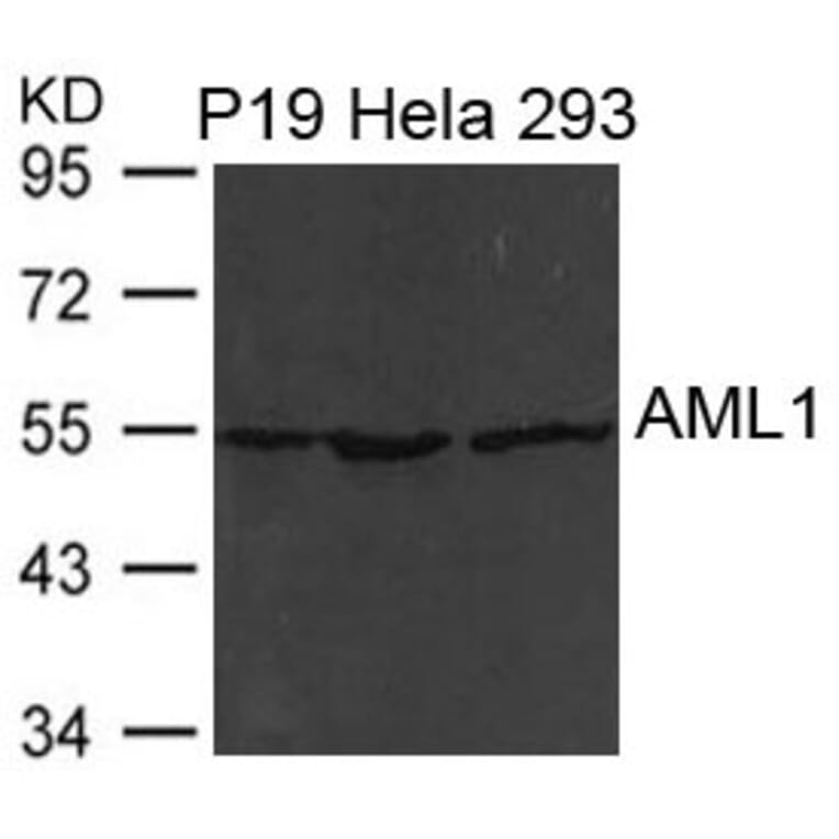 Western blot - AML1 (RUNX1) Antibody from Signalway Antibody (21477) - Antibodies.com