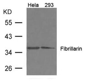 Western blot - Fibrillarin Antibody from Signalway Antibody (21495) - Antibodies.com