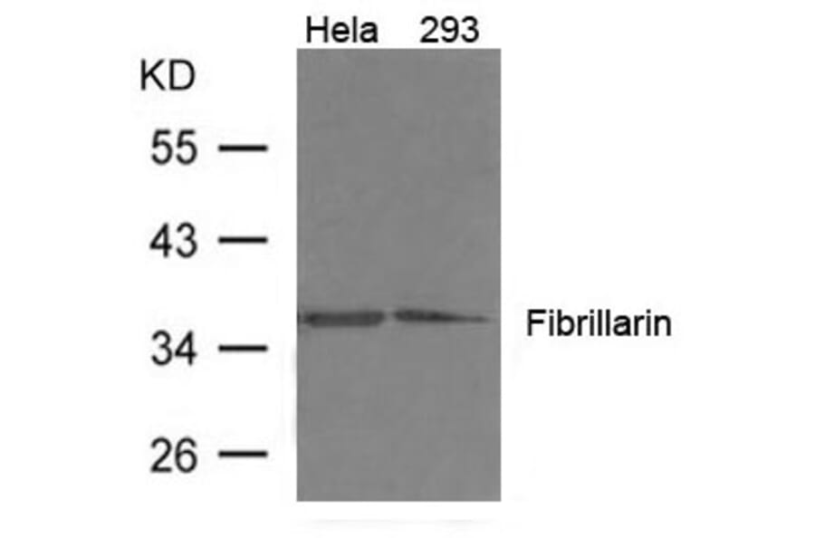 Western blot - Fibrillarin Antibody from Signalway Antibody (21495) - Antibodies.com