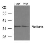 Western blot - Fibrillarin Antibody from Signalway Antibody (21495) - Antibodies.com