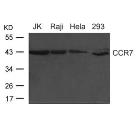 Western blot - CCR7 (CD197) Antibody from Signalway Antibody (21500) - Antibodies.com