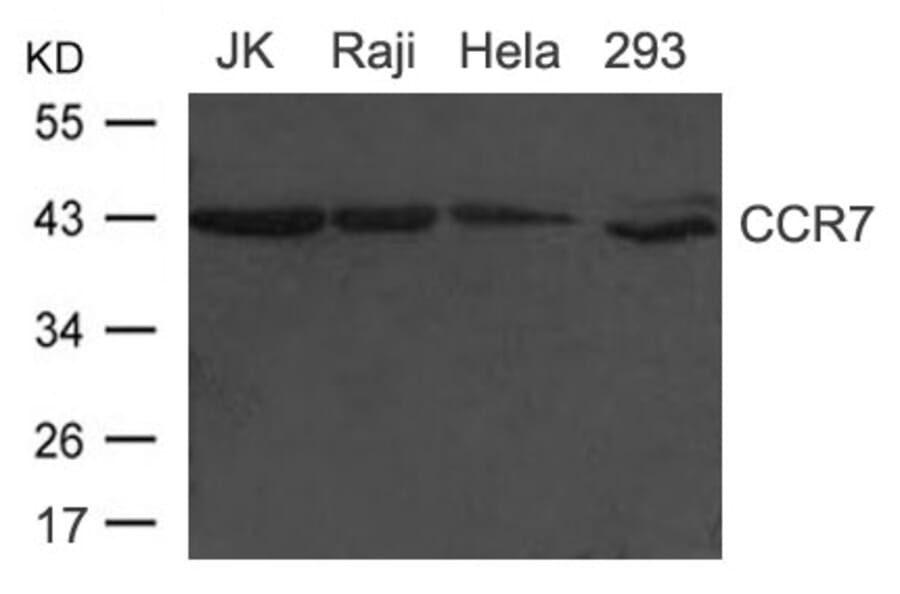 Western blot - CCR7 (CD197) Antibody from Signalway Antibody (21500) - Antibodies.com
