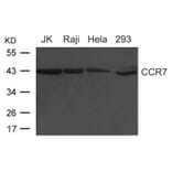 Western blot - CCR7 (CD197) Antibody from Signalway Antibody (21500) - Antibodies.com