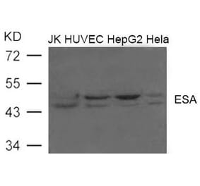 Western blot - ESA (FLOT2) Antibody from Signalway Antibody (21603) - Antibodies.com