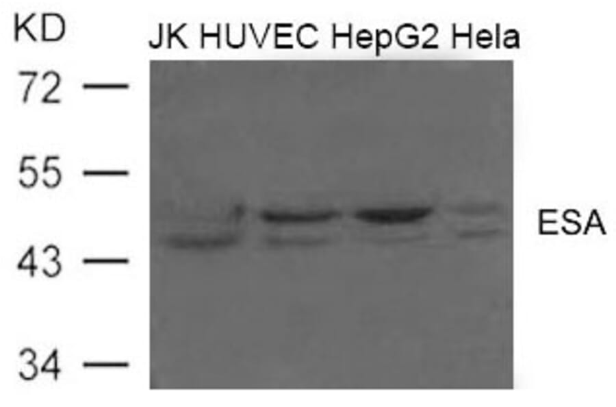 Western blot - ESA (FLOT2) Antibody from Signalway Antibody (21603) - Antibodies.com