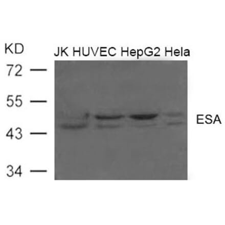 Western blot - ESA (FLOT2) Antibody from Signalway Antibody (21603) - Antibodies.com