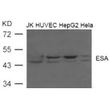 Western blot - ESA (FLOT2) Antibody from Signalway Antibody (21603) - Antibodies.com