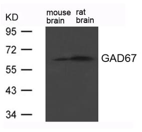 Western blot - GAD67 (GAD1) Antibody from Signalway Antibody (21624) - Antibodies.com