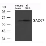 Western blot - GAD67 (GAD1) Antibody from Signalway Antibody (21624) - Antibodies.com