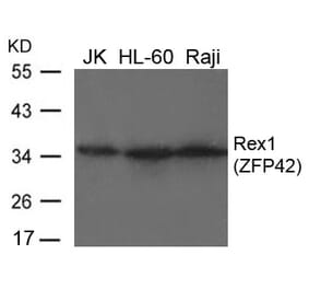 Western blot - Rex1 (ZFP42) Antibody from Signalway Antibody (21661) - Antibodies.com
