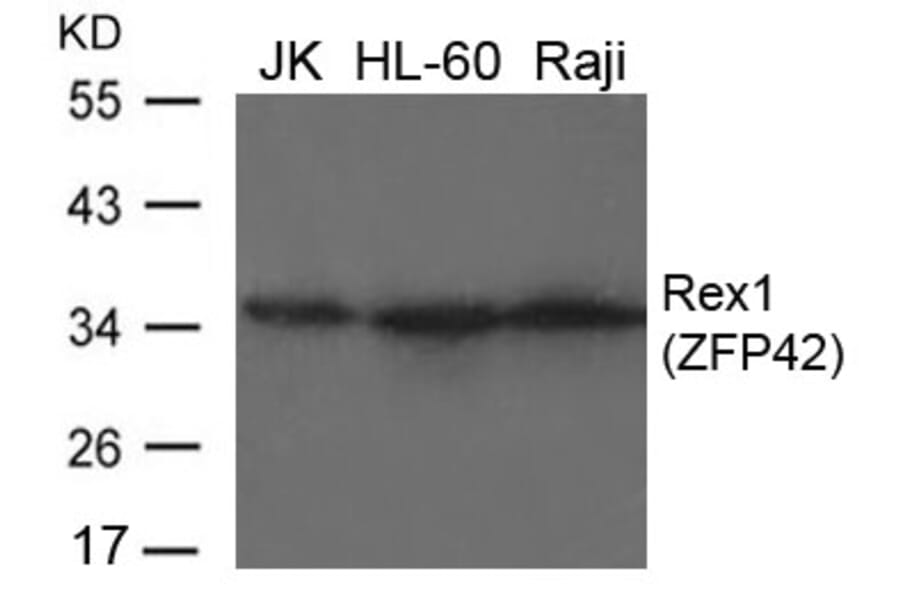 Western blot - Rex1 (ZFP42) Antibody from Signalway Antibody (21661) - Antibodies.com