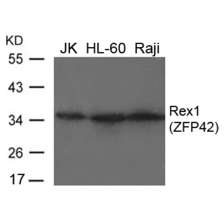 Western blot - Rex1 (ZFP42) Antibody from Signalway Antibody (21661) - Antibodies.com
