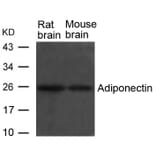 Western blot - Adiponectin Antibody from Signalway Antibody (21665) - Antibodies.com