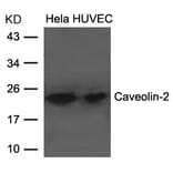 Western blot - Caveolin-2 Antibody  from Signalway Antibody (21687) - Antibodies.com
