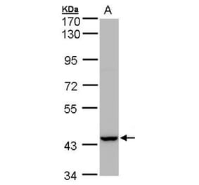 Peroxin 13 antibody from Signalway Antibody (22718) - Antibodies.com