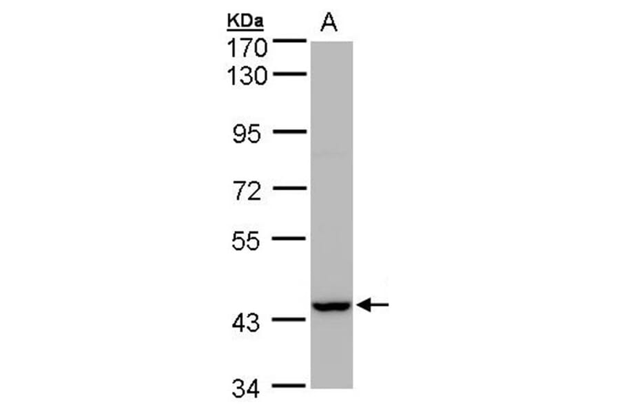 Peroxin 13 antibody from Signalway Antibody (22718) - Antibodies.com