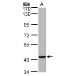 Peroxin 13 antibody from Signalway Antibody (22718) - Antibodies.com