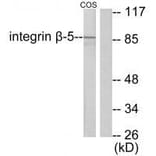 Western blot - Integrin β5 Antibody from Signalway Antibody (33409) - Antibodies.com