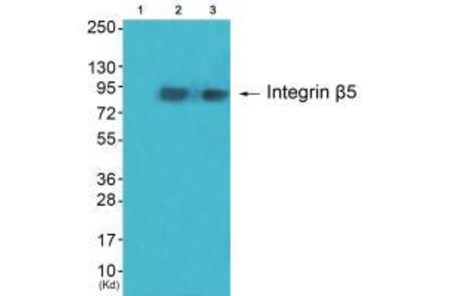 Western blot - Integrin β5 Antibody from Signalway Antibody (33409) - Antibodies.com