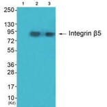 Western blot - Integrin β5 Antibody from Signalway Antibody (33409) - Antibodies.com