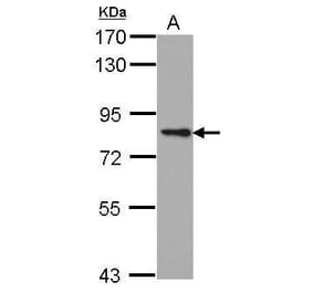 PKC epsilon Antibody from Signalway Antibody (35427) - Antibodies.com