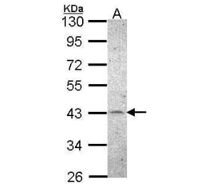 CKII alpha Antibody from Signalway Antibody (35452) - Antibodies.com