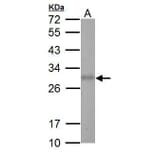 Adiponectin Antibody from Signalway Antibody (35509) - Antibodies.com
