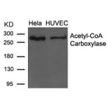 Western blot - Acetyl-CoA Carboxylase (Ab-79) Antibody from Signalway Antibody (21686) - Antibodies.com