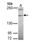 phospholipase C eta 1 isoform b antibody from Signalway Antibody (23117) - Antibodies.com