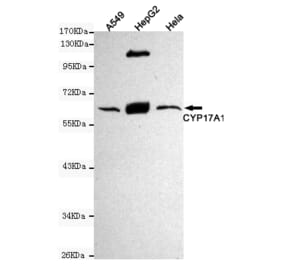 Western blot - Cytochrome P450 17A1 Monoclonal Antibody from Signalway Antibody (27186) - Antibodies.com
