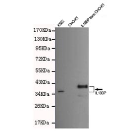 Western blot - IL18 binding protein Monoclonal Antibody from Signalway Antibody (27202) - Antibodies.com