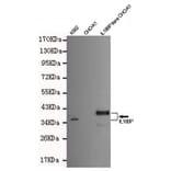 Western blot - IL18 binding protein Monoclonal Antibody from Signalway Antibody (27202) - Antibodies.com