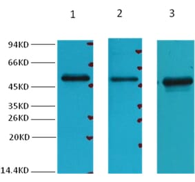 Western blot - Fumarase Mouse Monoclonal Antibody (7F1) from Signalway Antibody (38030) - Antibodies.com