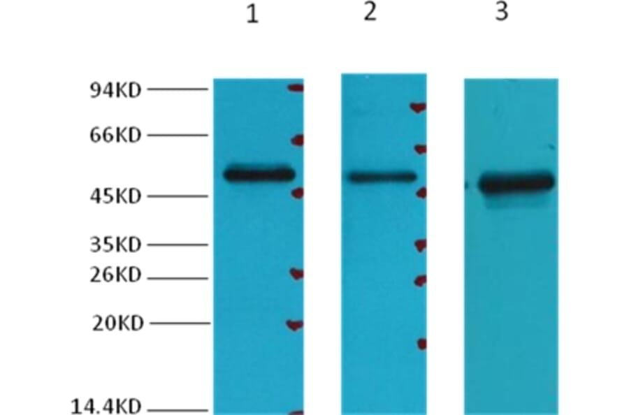 Western blot - Fumarase Mouse Monoclonal Antibody (7F1) from Signalway Antibody (38030) - Antibodies.com