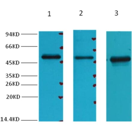 Western blot - Fumarase Mouse Monoclonal Antibody (7F1) from Signalway Antibody (38030) - Antibodies.com