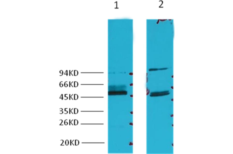 Western blot - Fumarase Mouse Monoclonal Antibody (7F1) from Signalway Antibody (38030) - Antibodies.com