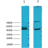 Western blot - Fumarase Mouse Monoclonal Antibody (7F1) from Signalway Antibody (38030) - Antibodies.com