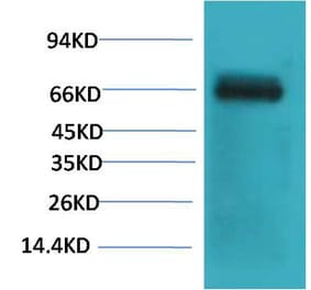 Western blot - Bovine Serum Albumin Monoclonal Antibody from Signalway Antibody (40492) - Antibodies.com