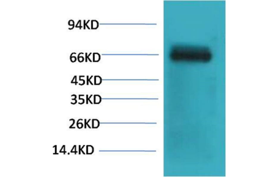 Western blot - Bovine Serum Albumin Monoclonal Antibody from Signalway Antibody (40492) - Antibodies.com