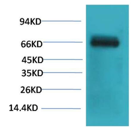 Western blot - Bovine Serum Albumin Monoclonal Antibody from Signalway Antibody (40492) - Antibodies.com