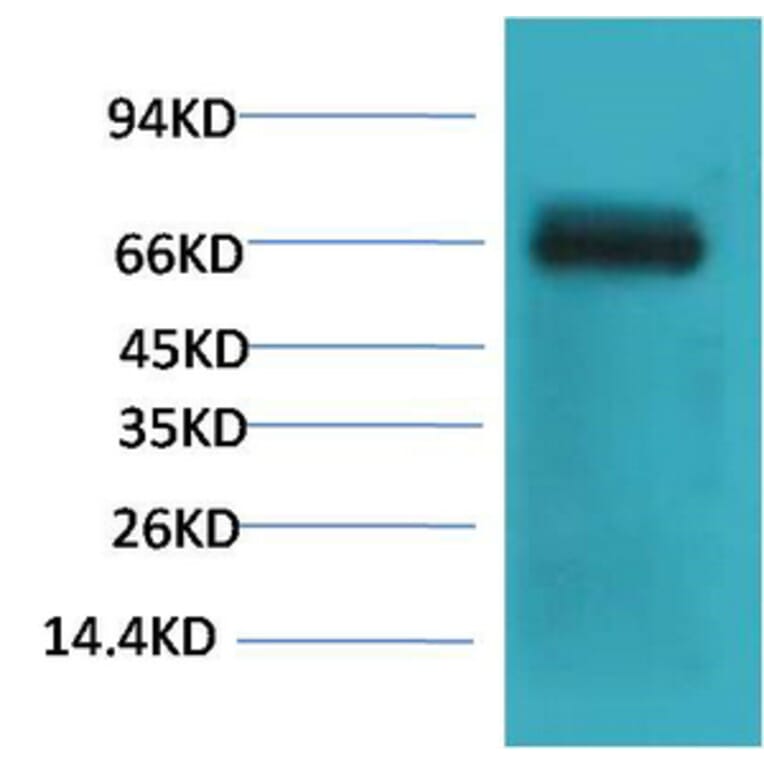 Western blot - Bovine Serum Albumin Monoclonal Antibody from Signalway Antibody (40492) - Antibodies.com