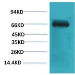 Western blot - Bovine Serum Albumin Monoclonal Antibody from Signalway Antibody (40492) - Antibodies.com