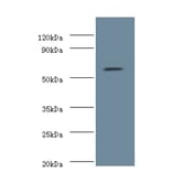 Nucleolar protein 58 Polyclonal Antibody from Signalway Antibody (42696) - Antibodies.com