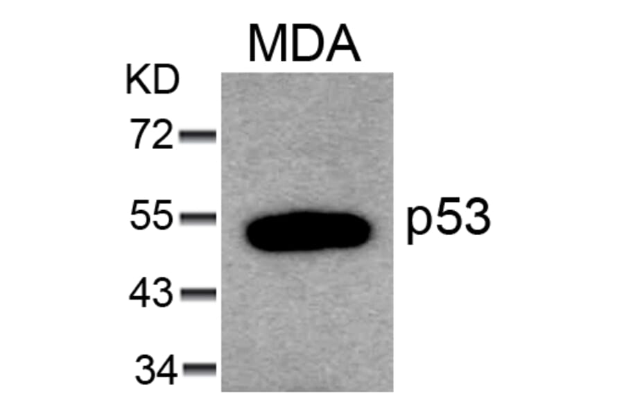 Western blot - p53 (Ab-6) Antibody from Signalway Antibody (21083) - Antibodies.com