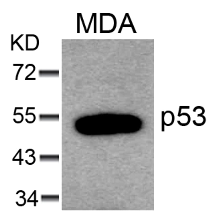 Western blot - p53 (Ab-6) Antibody from Signalway Antibody (21083) - Antibodies.com