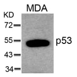 Western blot - p53 (Ab-6) Antibody from Signalway Antibody (21083) - Antibodies.com