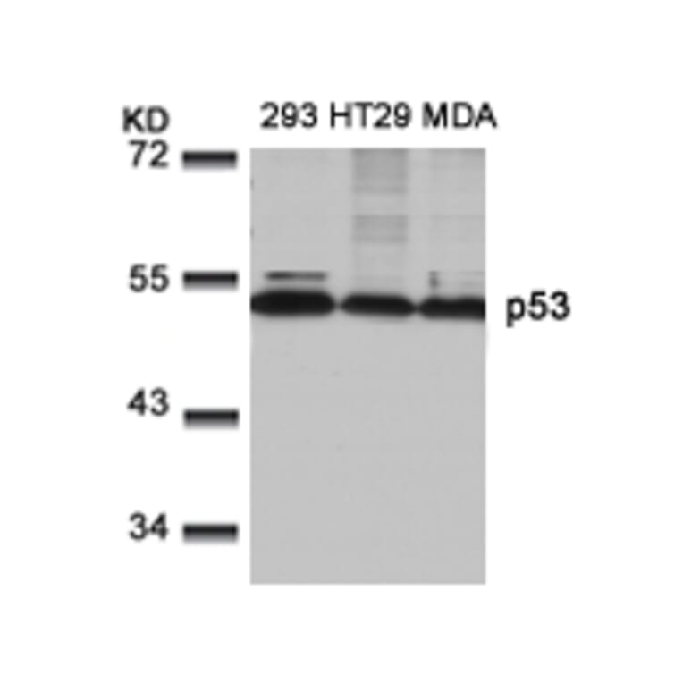 Western blot - p53 (Ab-9) Antibody from Signalway Antibody (21084) - Antibodies.com