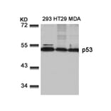 Western blot - p53 (Ab-9) Antibody from Signalway Antibody (21084) - Antibodies.com